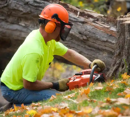 tree services Ilion